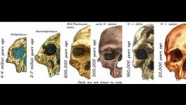 socialisation and modern human face