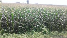 maize crop bihar