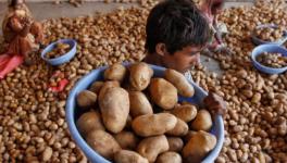 Potato Farmers Seek Govt. Help After PepsiCo Slaps Rs 1 Cr Lawsuit