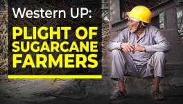 plight of sugarcane farmers