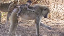 ‘Genetics Vs Environment’ Debate: Findings on Baboon’s Gut Microbial Make-up Throw New Light 