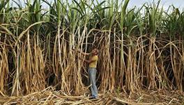 Sugarcane Farmers