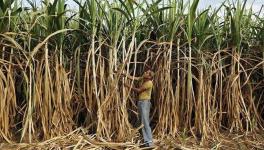 Sugarcane farmers crisis india