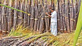 Sugarcane Farmers of Vellore Left in Lurch by Tamil Nadu Government