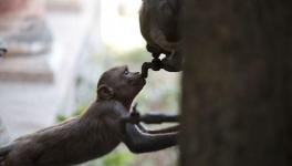 Water Wars Among Monkeys As Relentless Heat Dries Ponds in MP Forests
