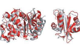New Method of Protein Structure Elucidation with Mutant Genes 