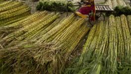 Sugarcane Juice: UP Govt’s Solution on Arrears Worth Rs 19,000 Crore?