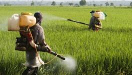 Brazil approved more new pesticides