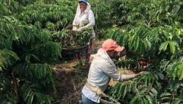 Tax Issue Prevents Small Coffee Growers