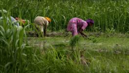 Amid Deep Agrarian Crisis, Marginal Increase in MSP of Kharif Crops by Govt