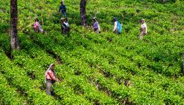 Bengal’s Tea Plantation Workers