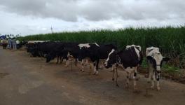 Maharashtra Dairy Industry