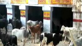 UP Cow Shelter Policy Fails? 