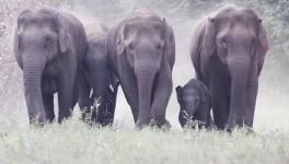 Odisha Govt Remains Apathetic as Safety of Elephants in Peril, Numbers Continue to Fall