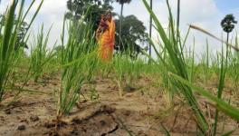 Bihar Likely to Declare 22 Districts Drought-Hit After August 15