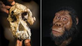 The newly discovered fossil MRD belongs to a species named Australopithecus anamensis, direct predecessor of Lucy species. 
