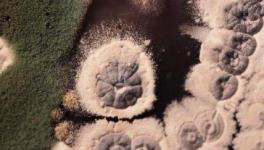 Antibiotic Biosynthesis and Antibiotic