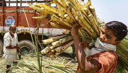 Sugarcane farmers Haryana