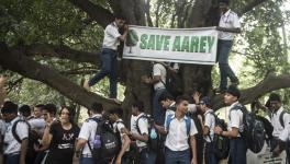 Bombay HC Bars Tree Felling in Aarey