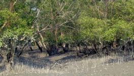 Sunderbans