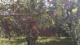 Kashmir: Apples Caught in a Siege, Growers Willing to ‘Sacrifice’ Harvest
