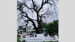 Gandhi's Neem Tree Drying in Bihar