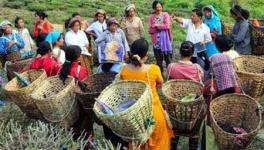 Small Victory in A Wider War: 20% Bonus for Darjeeling Tea Workers