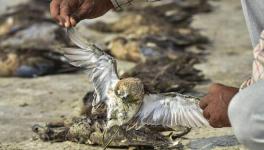 Over 1,500 Migratory Birds Found Dead Near Jaipur’s Sambhar Lake