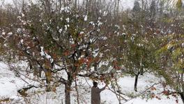 First Snowfall Brings Kashmir