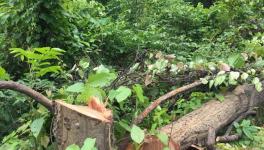 Talabira Odisha: Over 40,000 Trees Removed to Pave Way for Adani’s Mine 