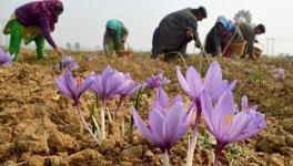 Kashmir Saffron Farmers Suffer Despite Bumper Crop