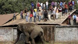 Human elephant conflict in India