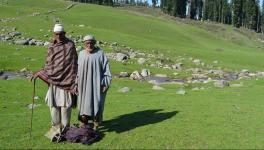 J&K: No Process Initiated for Implementation of Forest Rights Post Abrogation of Art 370