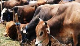 MP Govt’s Portal Receives Only Rs 5,491 for Cowsheds from 10 Donors in 3 Months