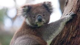 Bushfire: Australia May List Koalas as 'Endangered' Species