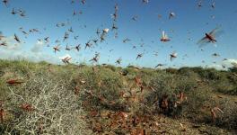 Locust Infestation Crisis