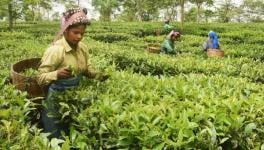 In Assam, Tea Production Record High, Show Cause Notices Served