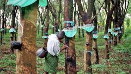 Arasu Rubber Plantation Workers