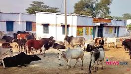 UP: Yogi Adityanath Adds Another Cow Welfare