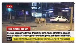 Russia lions on streets during coronavirus lockdown is fake news.