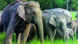 3 Wildlife Sanctuaries in Jharkhand