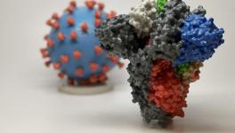 3D print of a spike protein of SARS-CoV-2—also known as 2019-nCoV, the virus that causes COVID-19—in front of a 3D print of a SARS-CoV-2 virus particle. The spike protein (foreground) enables the virus to enter and infect human cells. On the virus model, the virus surface (blue) is covered with spike proteins (red) that enable the virus to enter and infect human cells. Image Courtesy NIH. 