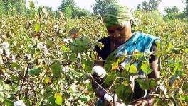 Odisha:  How Illegal Bt Cotton is Making Inroads into Tribal Pockets of Niyamgiri