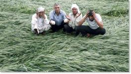 Untimely Rains, Hailstorm Kill at Least 28 Farmers in UP, Damage Rabi Crops