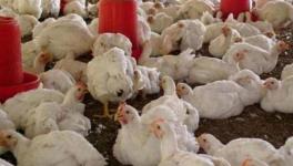 Maharashtra: COVID-19 Rumours Hit Poultry Business, Losses Worth Rs 600 Crore?