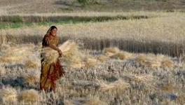 Bihar: Reverse Migrants Engage in Rabi Harvest to Earn Livelihood