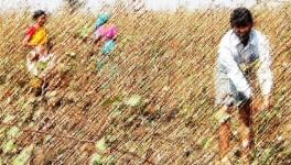 Unable to Harvest, Latur Farmers Forced to Let Standing Crop Rot