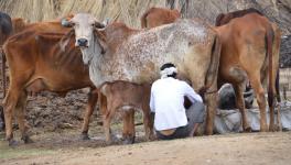 Mameran’s Milk Supply Chain Shaken Amid Myriad Problems
