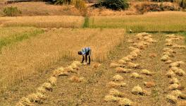 COVID-19 in Rural India- III: Farmers in UP’s Lasara Kalan Worried Over Delayed Wheat Harvesting, Lack of Agri Labour