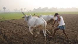 Unable to Sell Harvested Crops, Bengal Farmers Stare at Indebtedness